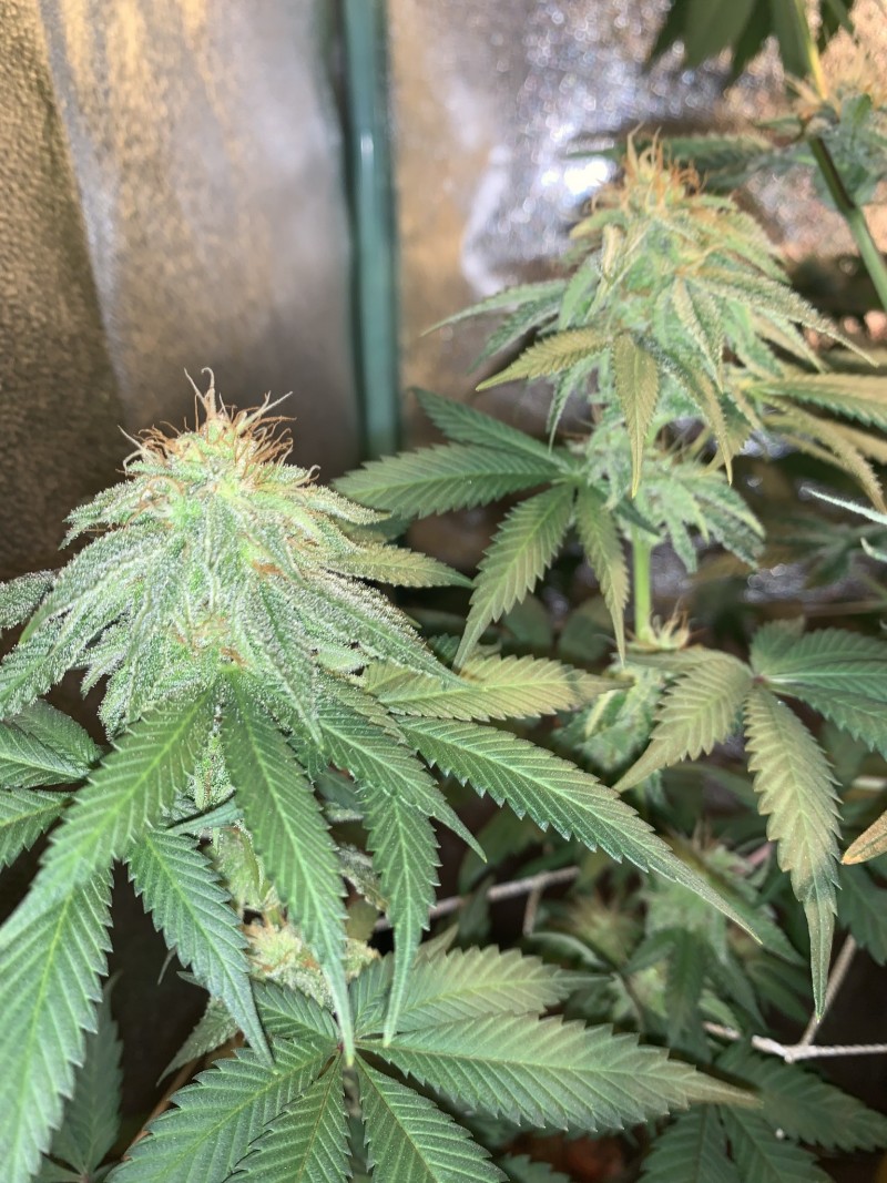 08E2D4A0-1ABF-4827-B39F-AFD03E272952