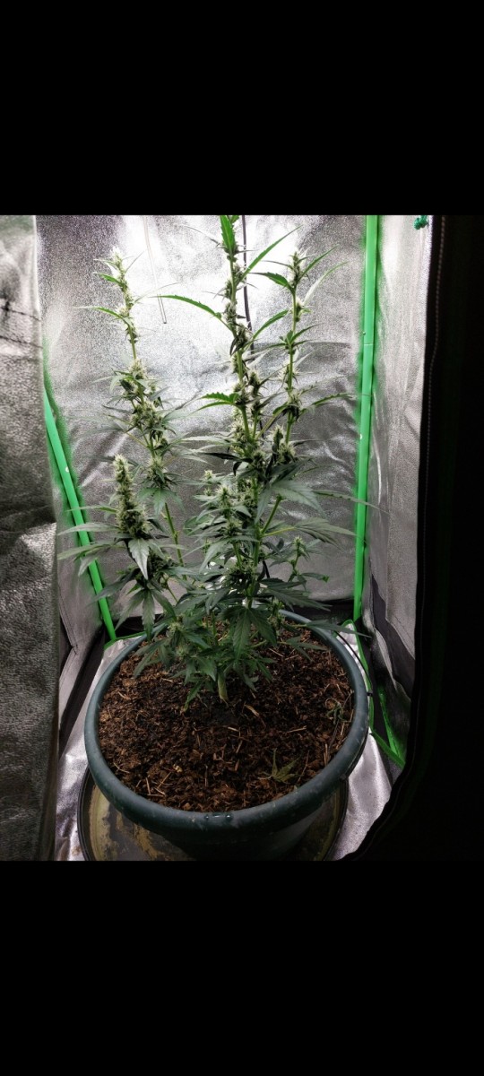 Screenshot_20220411-100039_Gallery