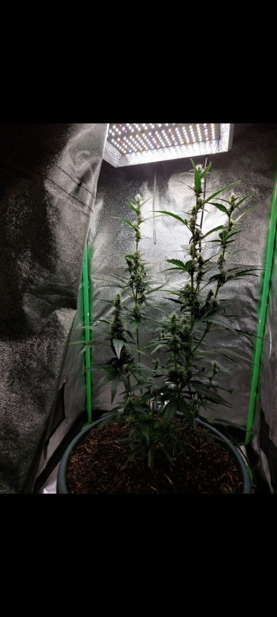 Screenshot_20220411-100032_Gallery