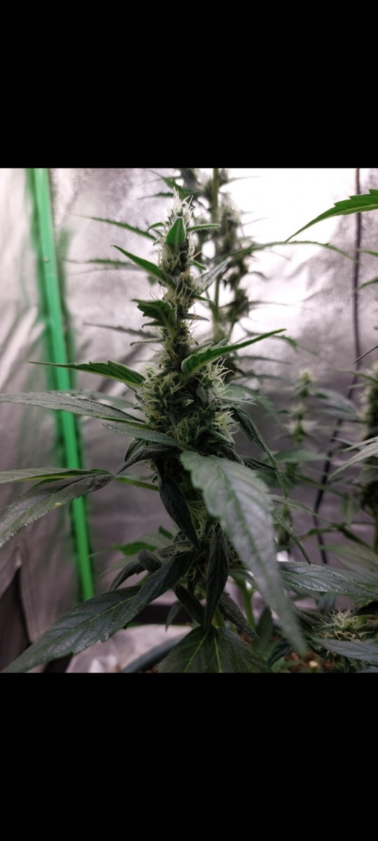 Screenshot_20220411-100025_Gallery