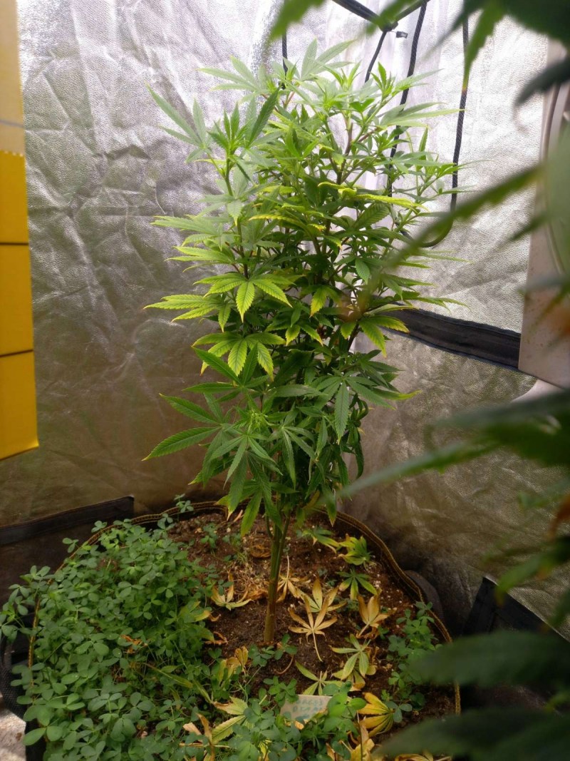 obscura1649699846891