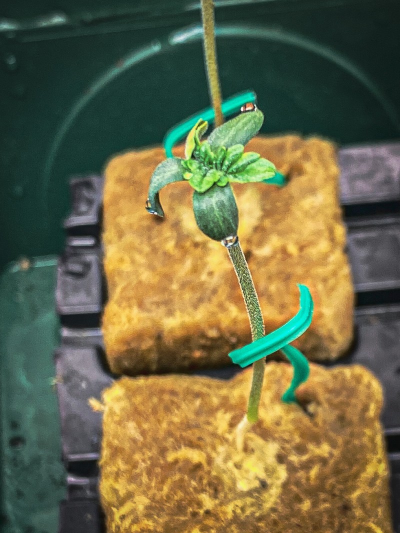 6067E8A8-5223-45F5-BFCF-5EB41340258F