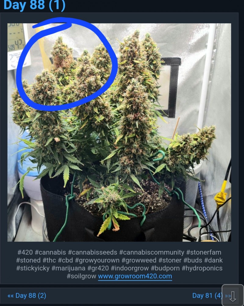 Screenshot_20220412-163846_Chrome