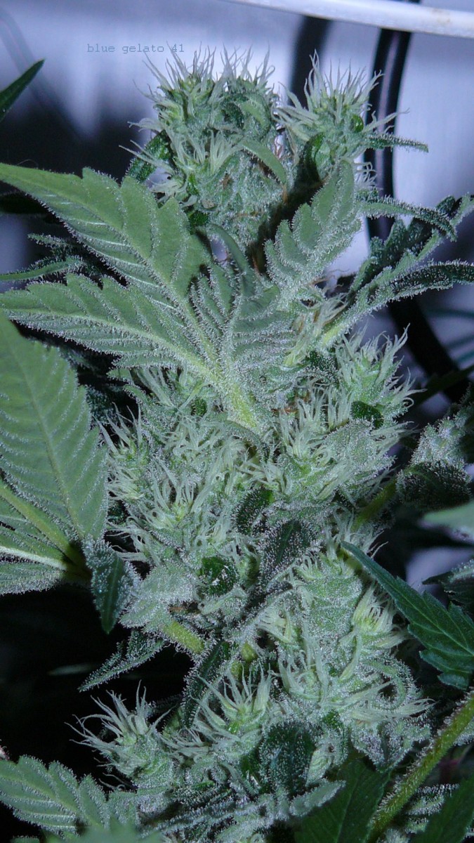 drobes day 43 and 30 13 04 22 003