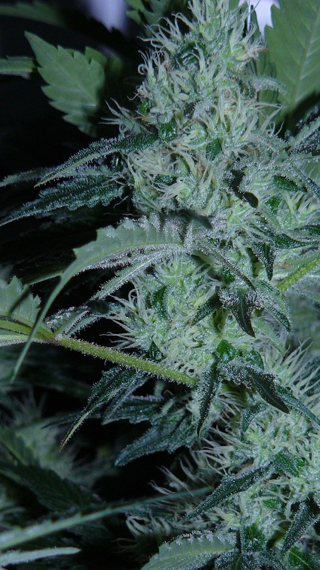 drobes day 43 and 30 13 04 22 011