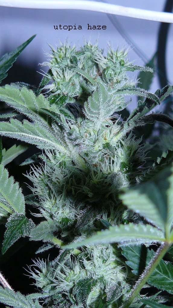 drobes day 43 and 30 13 04 22 012