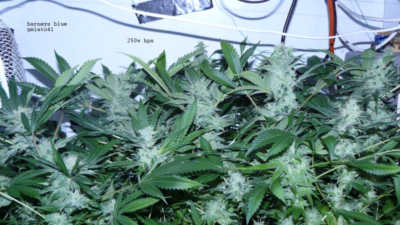 drobes day 43 and 30 13 04 22 020