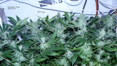 drobes day 43 and 30 13 04 22 020