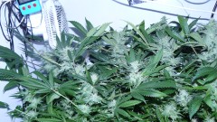 drobes day 43 and 30 13 04 22 021