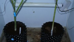 drobes day 43 and 30 13 04 22 023