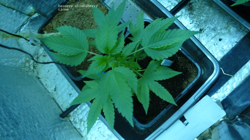 drobes day 43 and 30 13 04 22 027