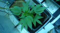 drobes day 43 and 30 13 04 22 027