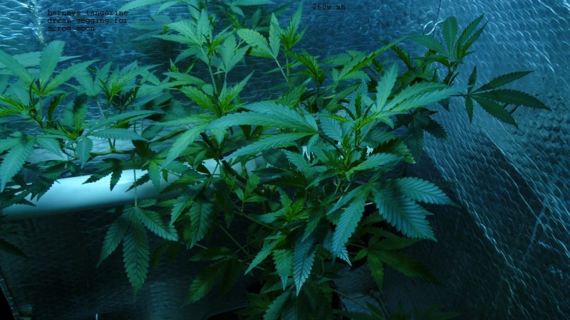 drobes day 43 and 30 13 04 22 030