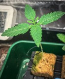 A86728AA-A14F-4161-978D-7D9CCF7A5B4B