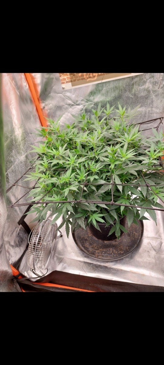 Screenshot_20220417-222423_Gallery