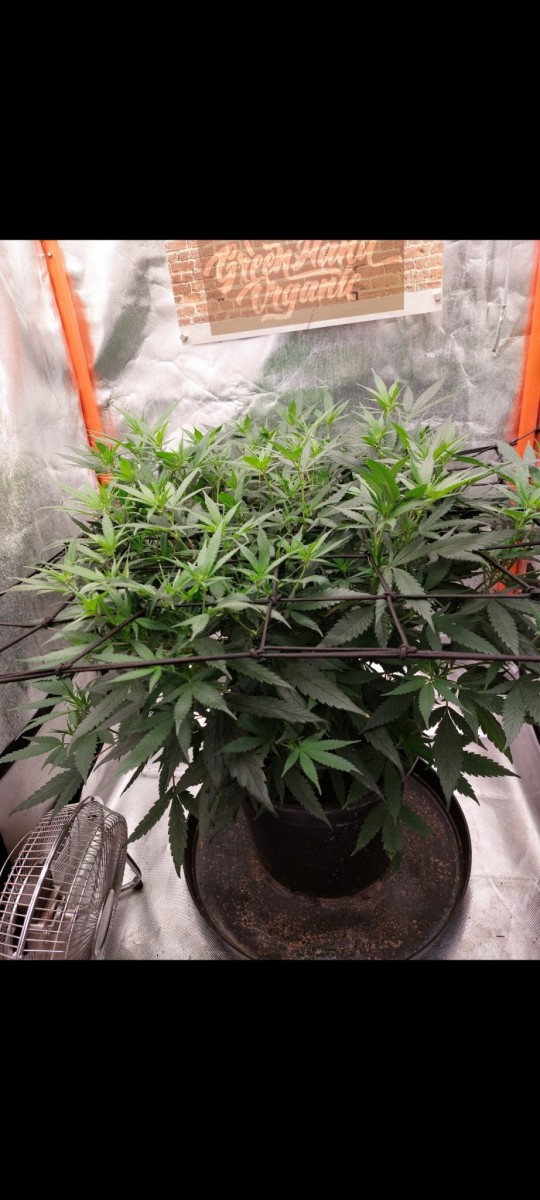 Screenshot_20220417-222418_Gallery