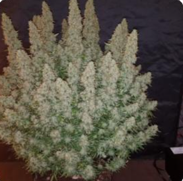 Screenshot 2022-04-19 10.01.20