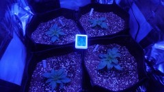 4 strain light on