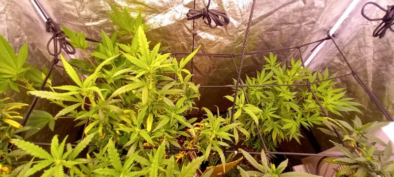 obscura1650543919641