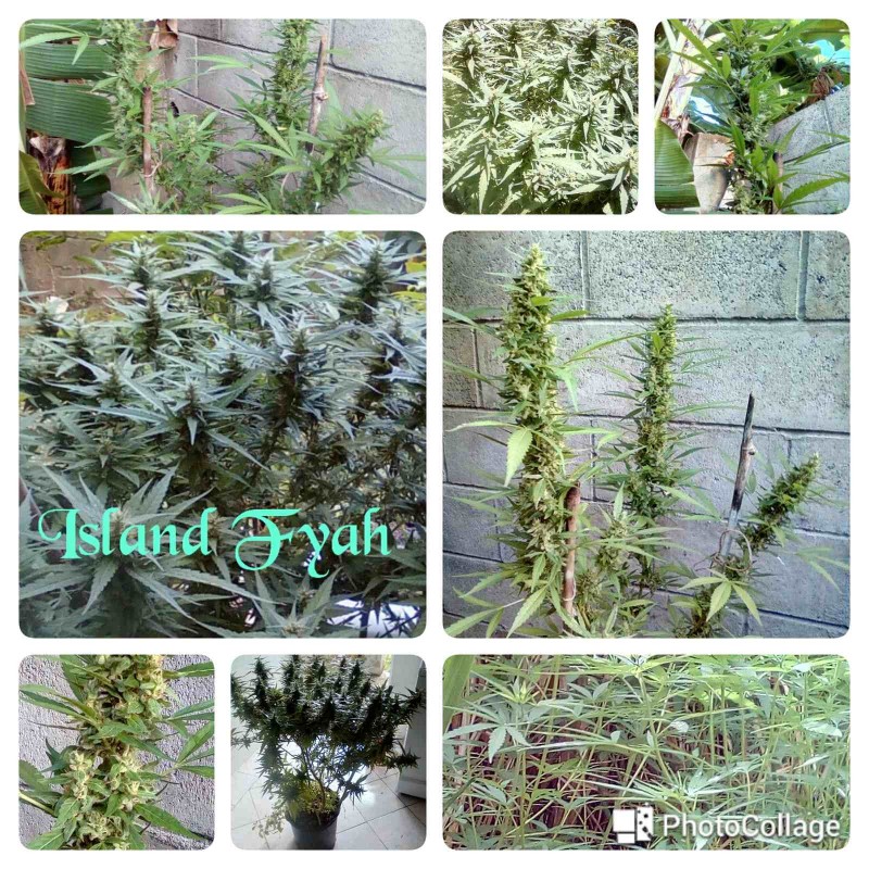 Classic Caribbean Sativas