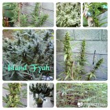 Classic Caribbean Sativas