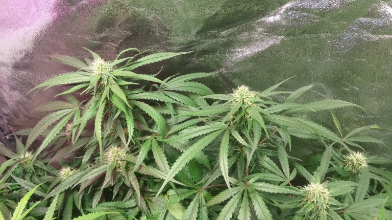 Amnesia week 6 flowering