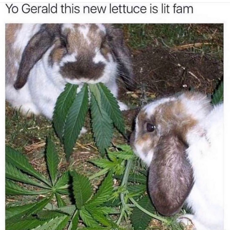 Screenshot 2022-04-23 at 20-10-27 StonerThings™ (@stonerthingsofficial) • Instagram photos and videos