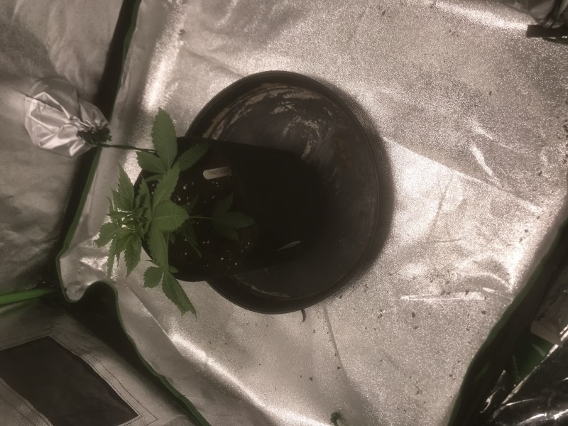 A0D988C4-4DA2-44C6-BF7E-EF2E80695A63