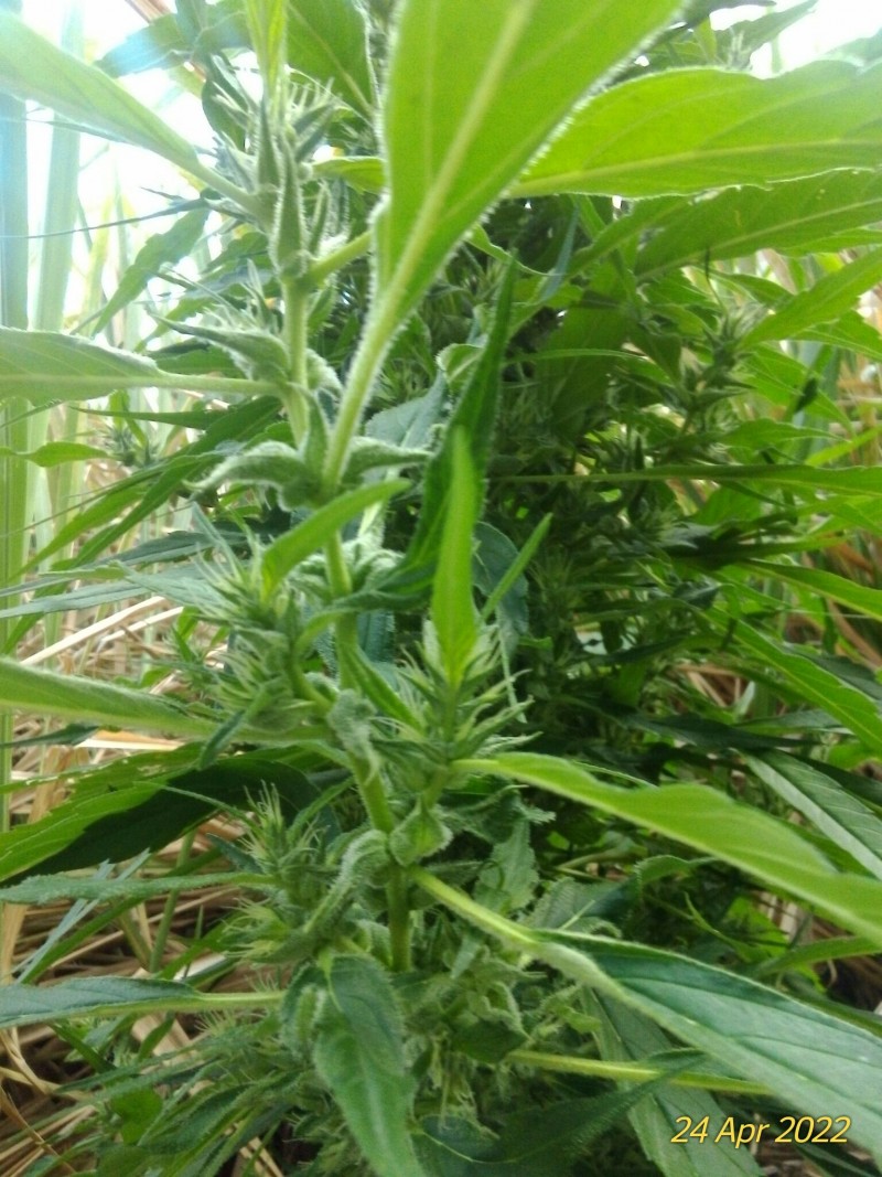 Crinkle...In limbo..yet sticky.Its that switching over to the long season here in the islands