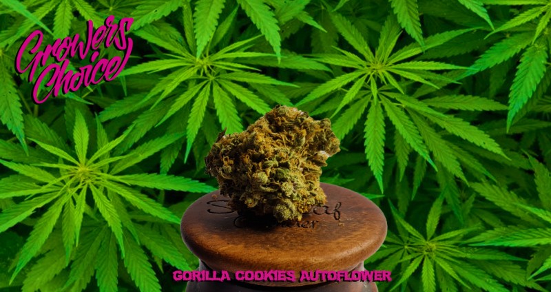 mn Gc gorilla cookies