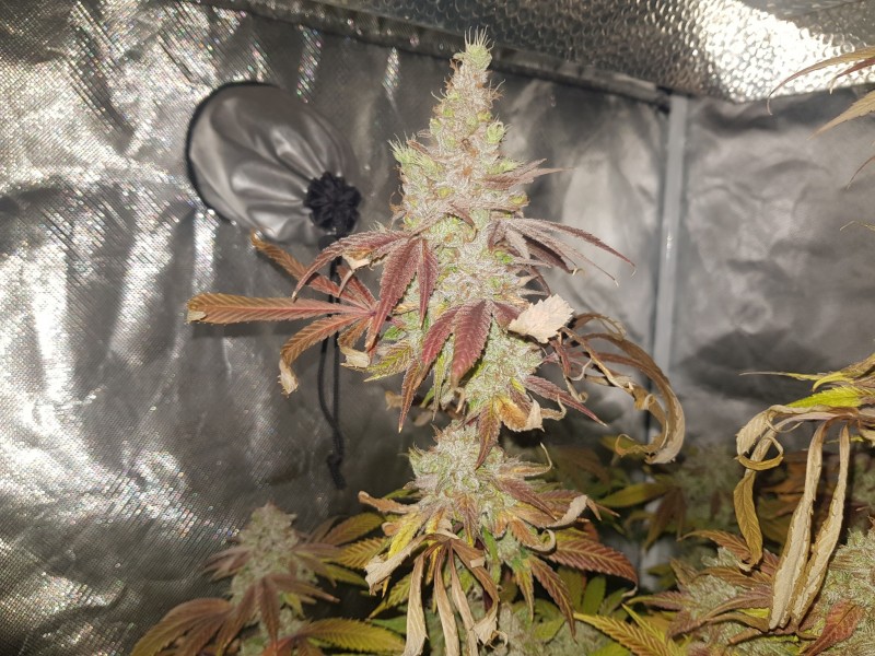 Banana Sauce keeper pheno