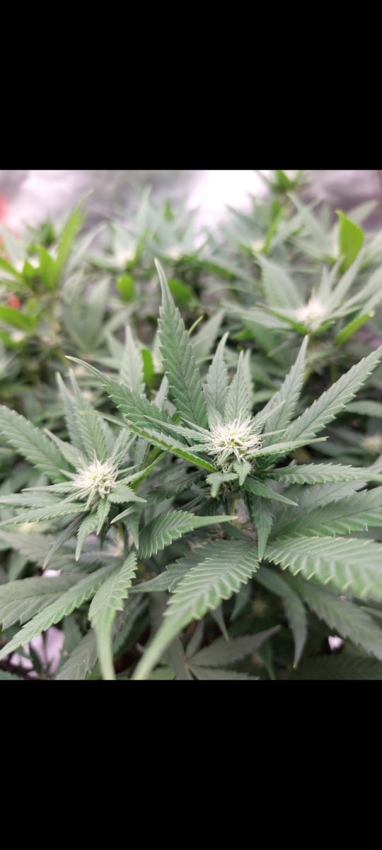 Screenshot_20220501-032625_Gallery