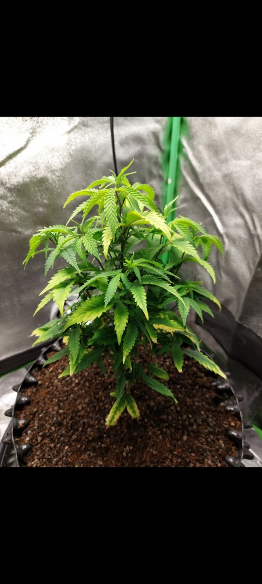 Screenshot_20220503-113425_Gallery