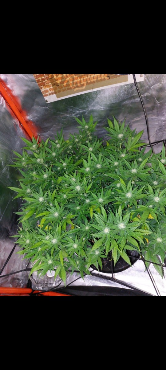 Screenshot_20220504-105153_Gallery