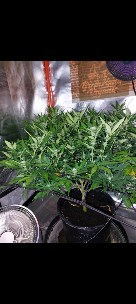 Screenshot_20220504-105149_Gallery