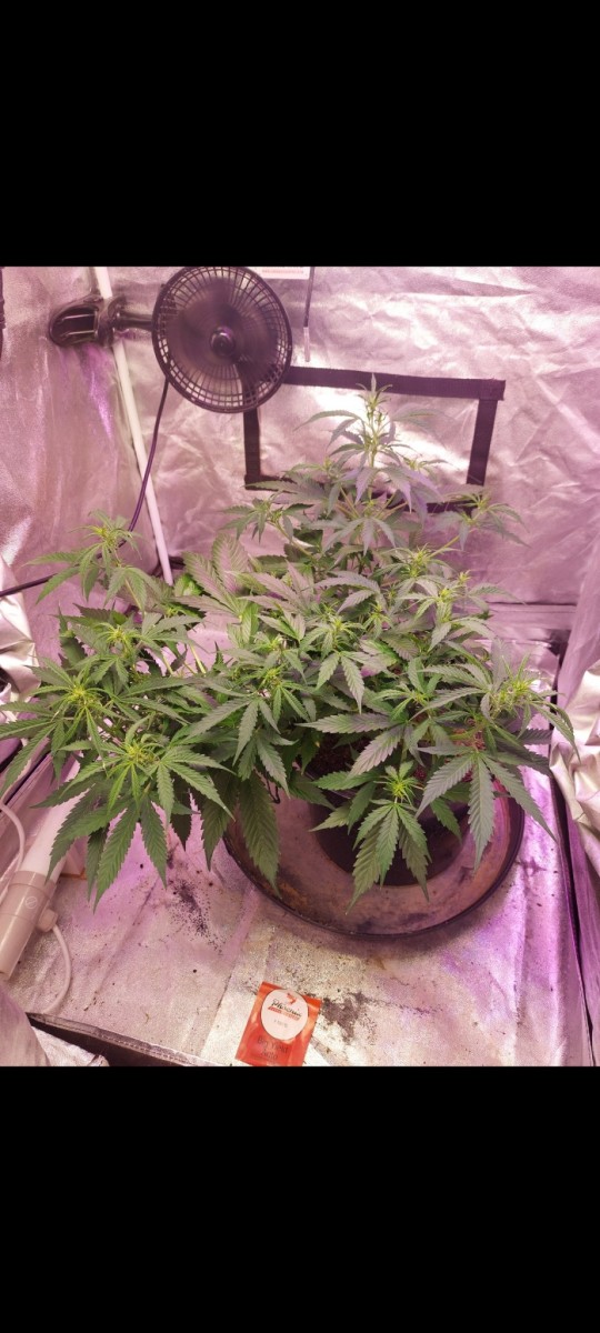 Screenshot_20220509-083622_Gallery