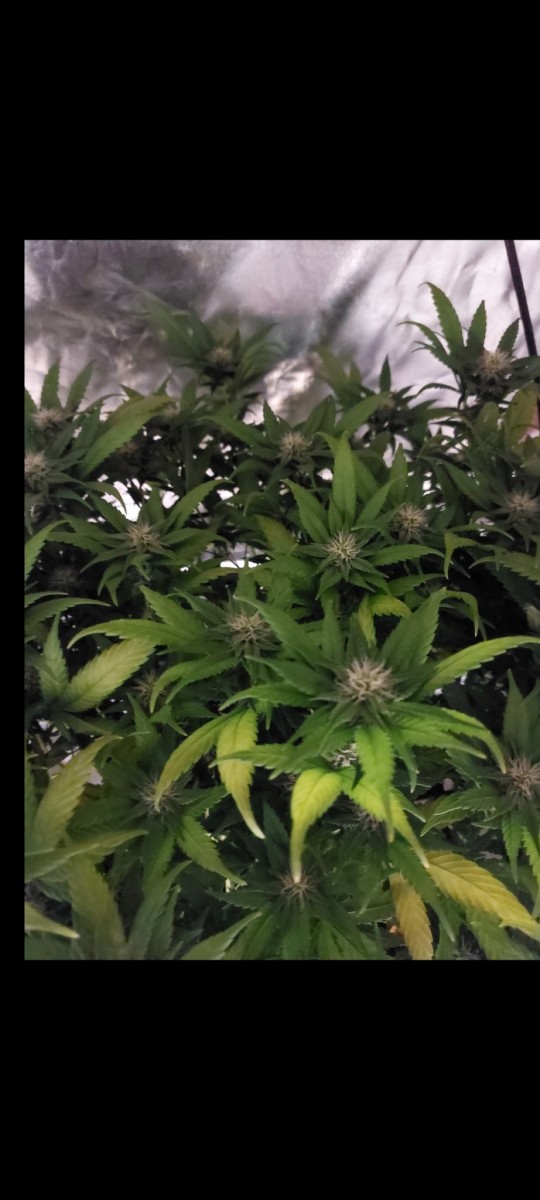 Screenshot_20220509-083603_Gallery