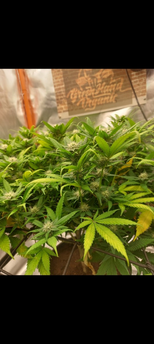 Screenshot_20220511-074307_Gallery