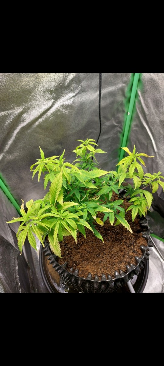 Screenshot_20220512-203002_Gallery