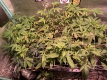 7AA9256C-F6AB-4877-8210-7CD41E12B39B