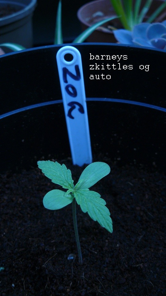 autos drobes 15 05 22 001