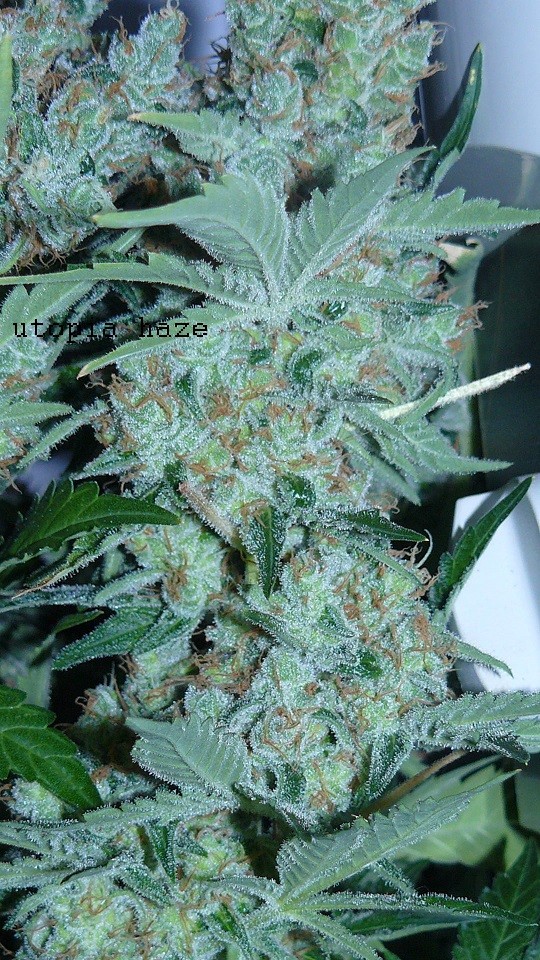 autos drobes 15 05 22 010