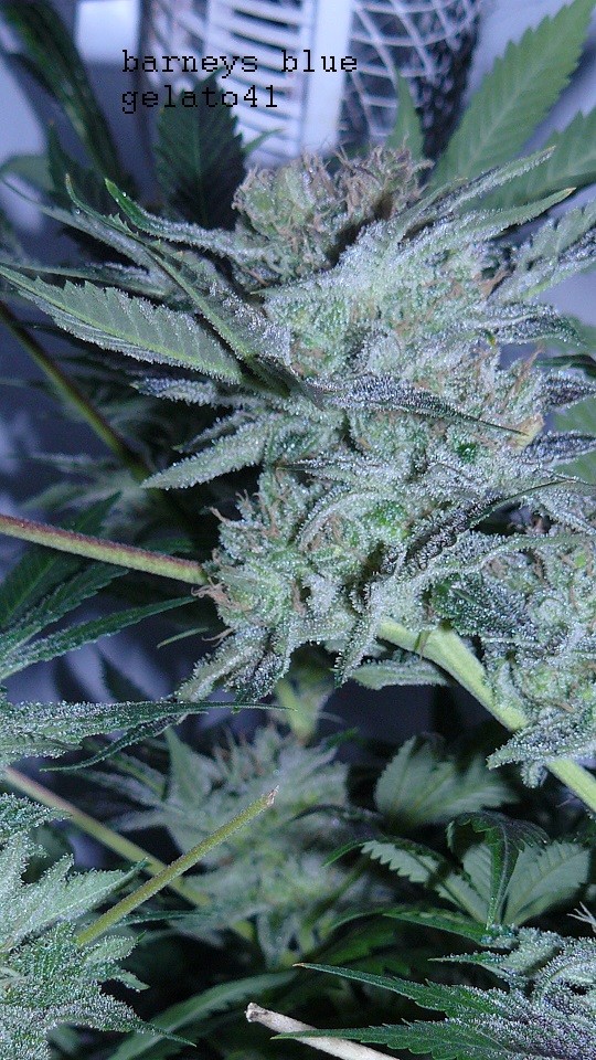 autos drobes 15 05 22 012