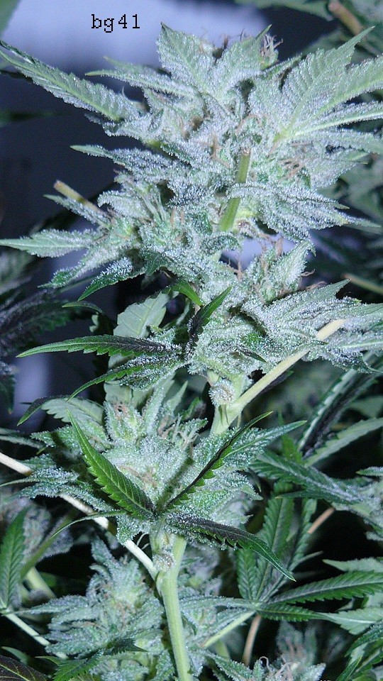 autos drobes 15 05 22 014