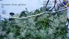 autos drobes 15 05 22 019