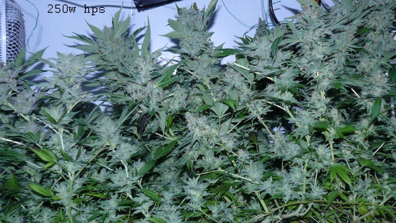 autos drobes 15 05 22 020