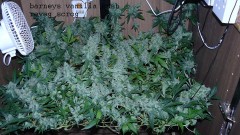 autos drobes 15 05 22 021