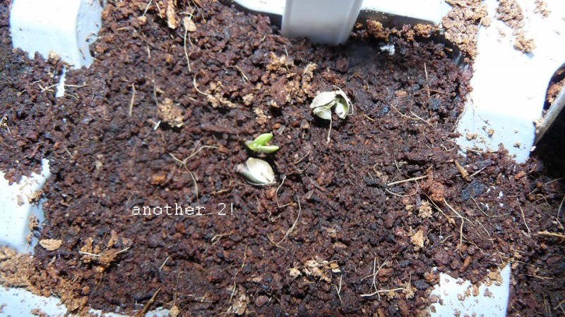 drobes 16 05 22 autos 002