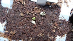 drobes 16 05 22 autos 002