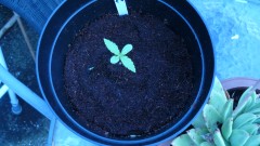 drobes 16 05 22 autos 004